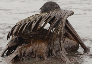 Чем опасны нефтяные разливы в океане?